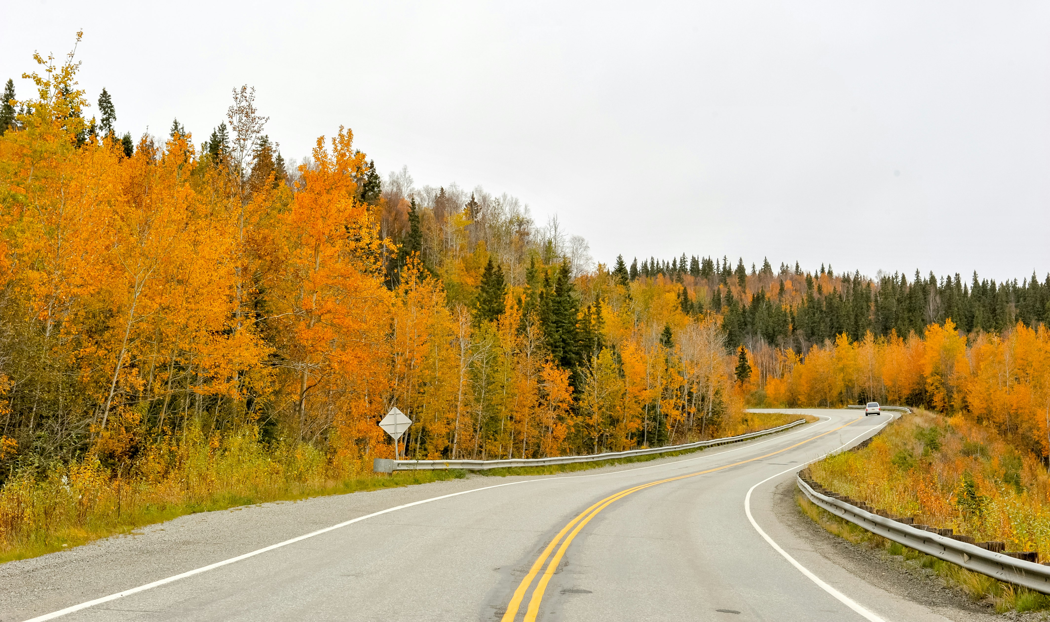 curvy empty road surrounded by trees during daytime